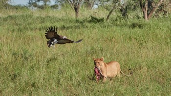 Lappet-faced Vulture Serengeti National Park Wed, 5/1/2019