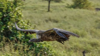 Griffon Vulture