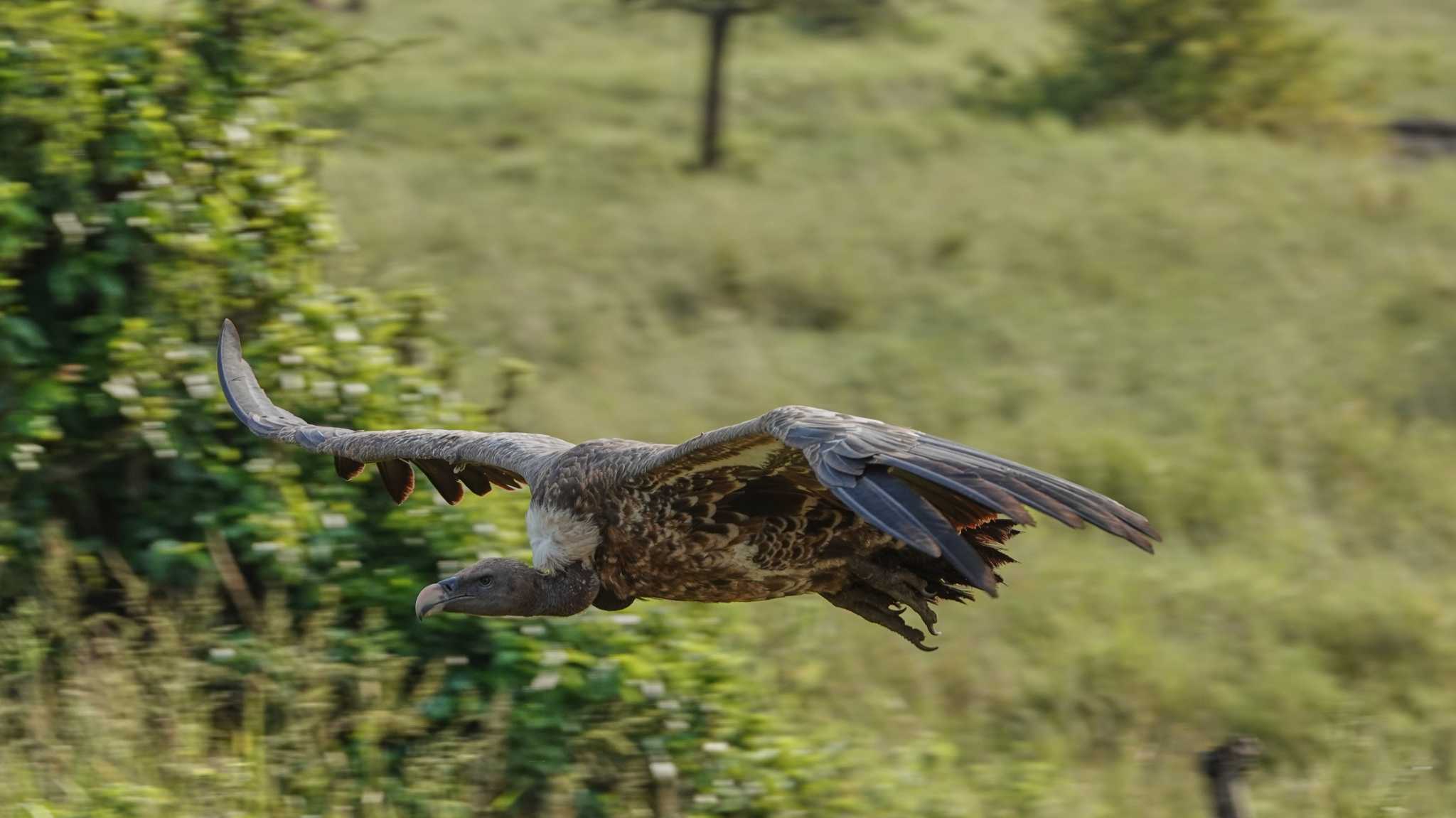 griffon vulture by 高橋秀典