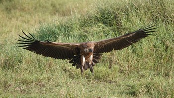 White-backed Vulture