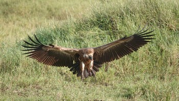 White-backed Vulture Serengeti National Park Thu, 5/2/2019