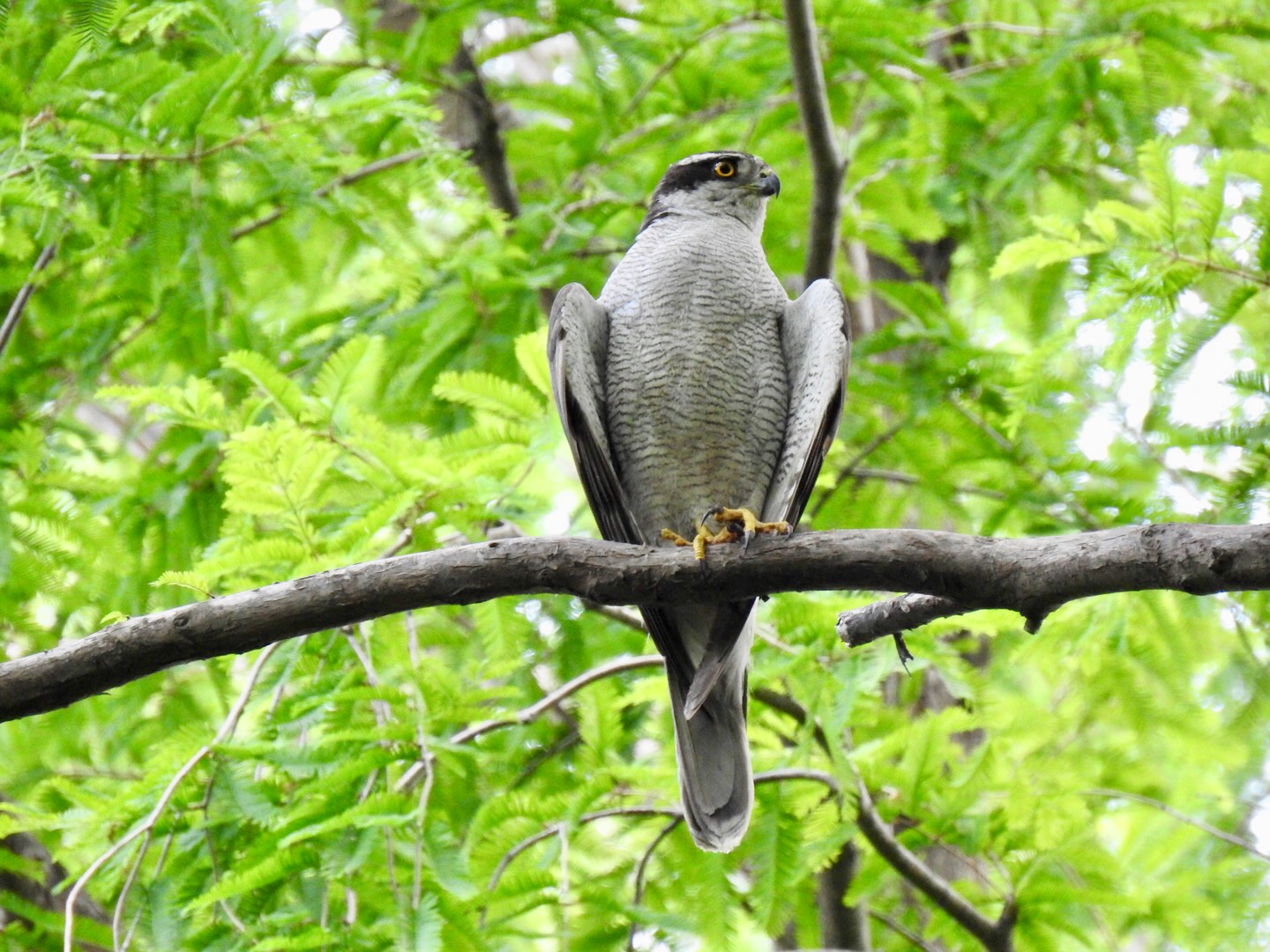 さいたま市 オオタカの写真 by なおんなおん