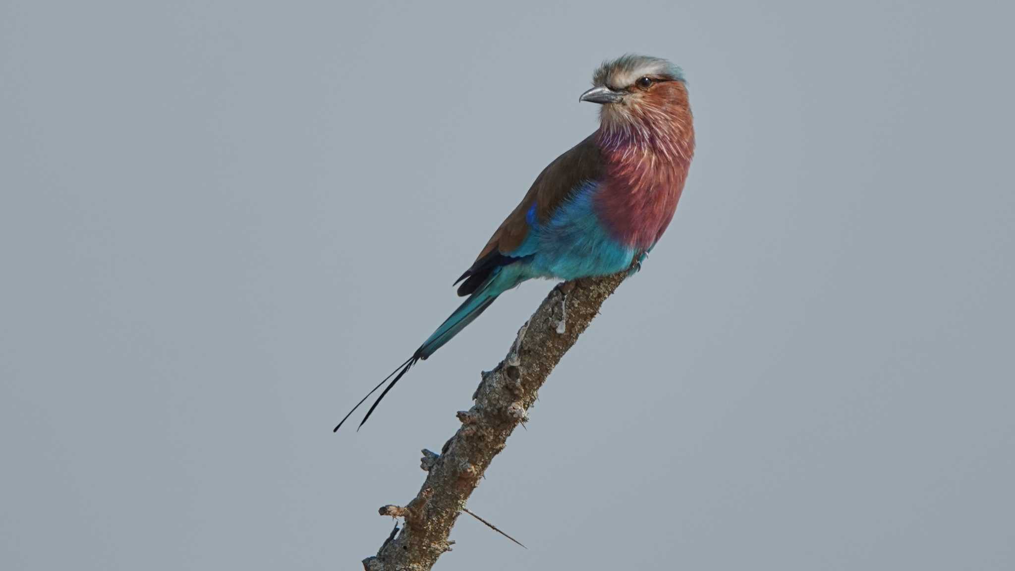 lilac-breasted roller by 高橋秀典