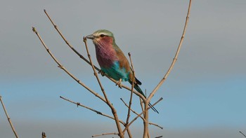 Lilac-breasted Roller