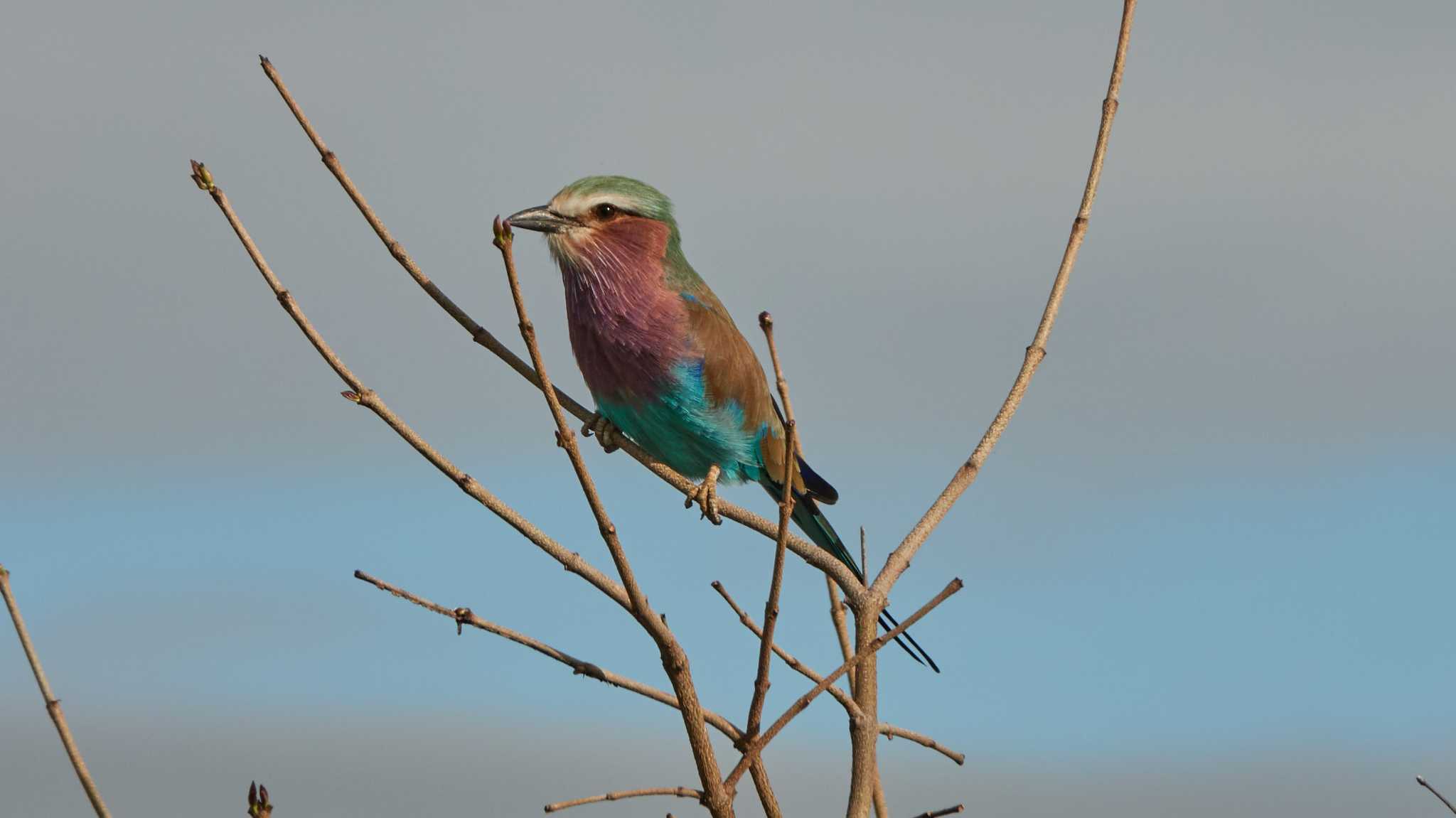 lilac-breasted roller by 高橋秀典