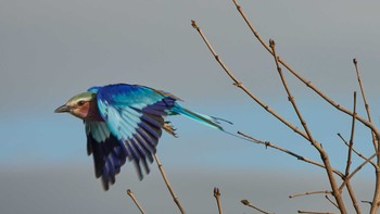 Lilac-breasted Roller Serengeti National Park Sun, 5/5/2019