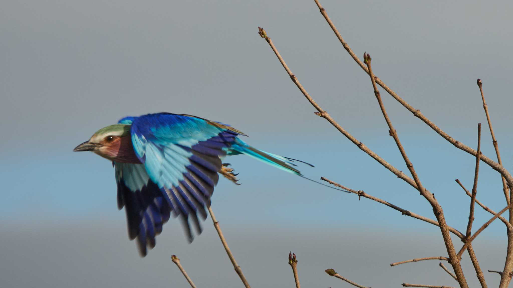 lilac-breasted roller by 高橋秀典