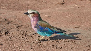 Lilac-breasted Roller Serengeti National Park Fri, 5/3/2019