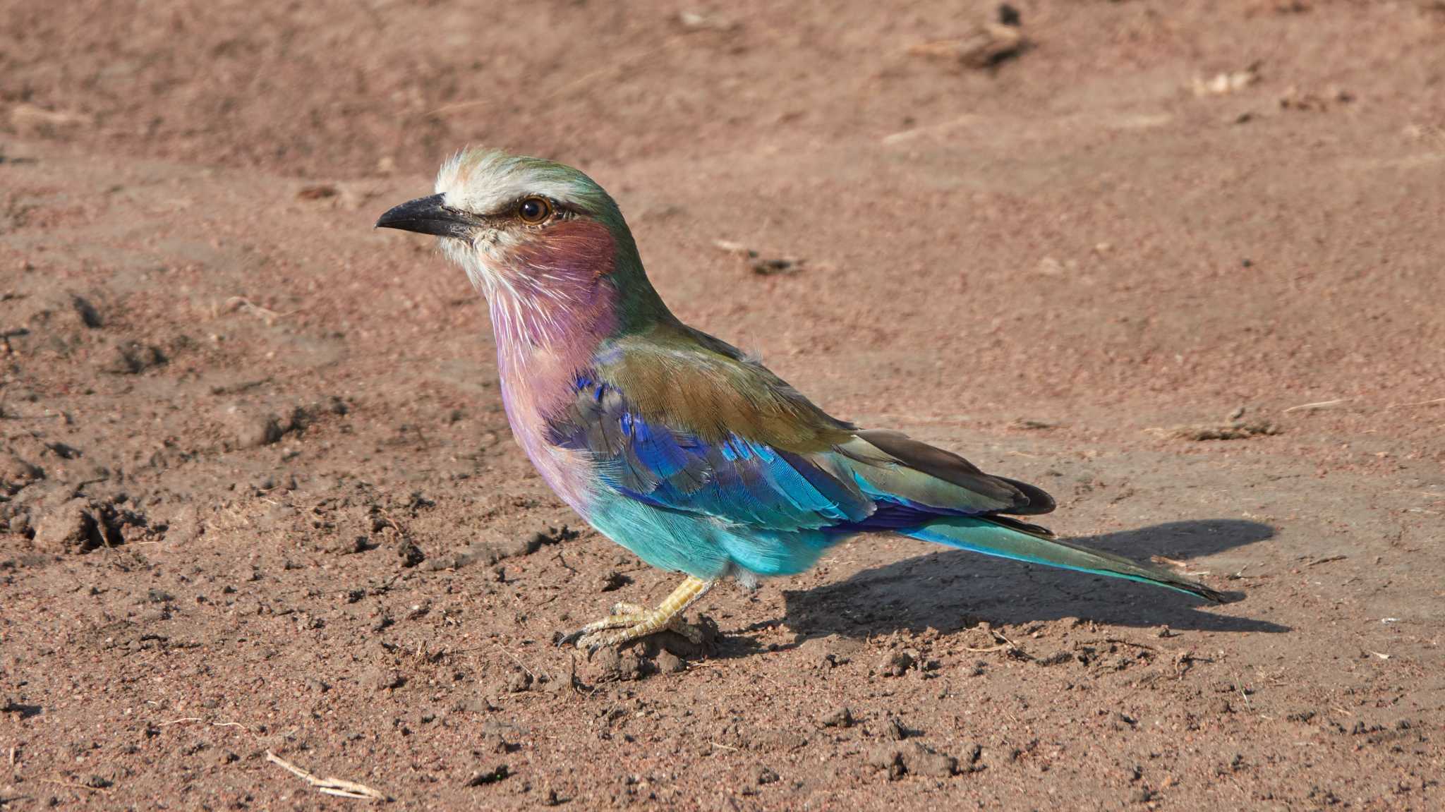 lilac-breasted roller by 高橋秀典