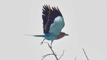 Lilac-breasted Roller Serengeti National Park Wed, 5/1/2019