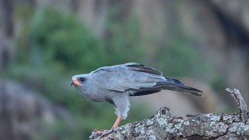 カワリウタオオタカ