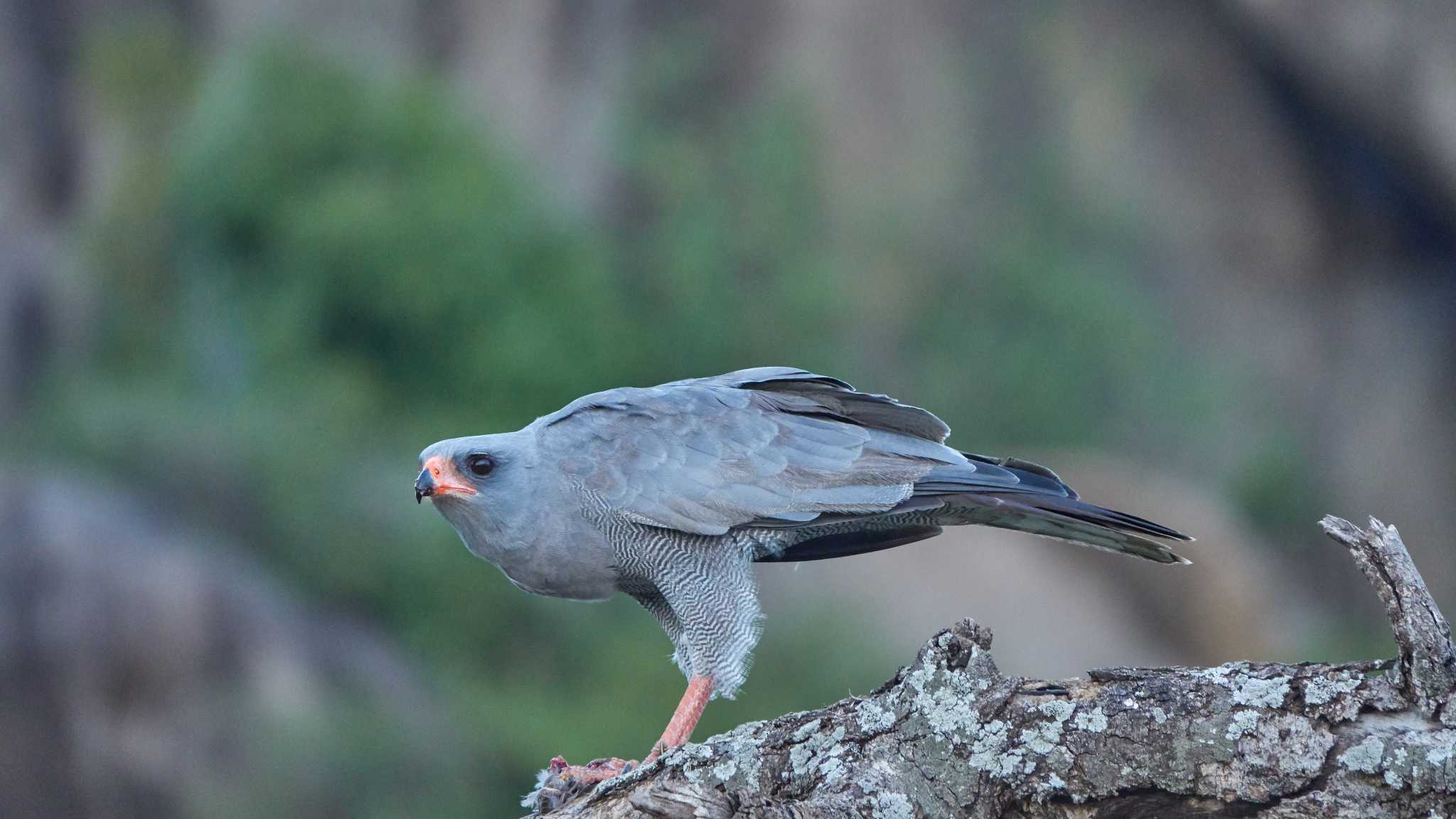 gabar goshawk by 高橋秀典