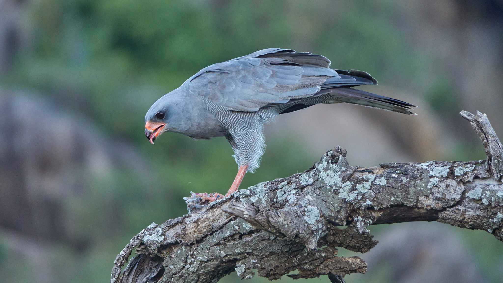 gabar goshawk by 高橋秀典