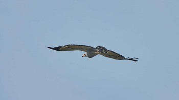 African Harrier-Hawk