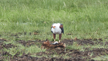 African Fish Eagle Lake Manyara National Park Sat, 5/4/2019