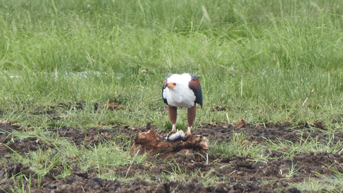 african fish eagle by 高橋秀典