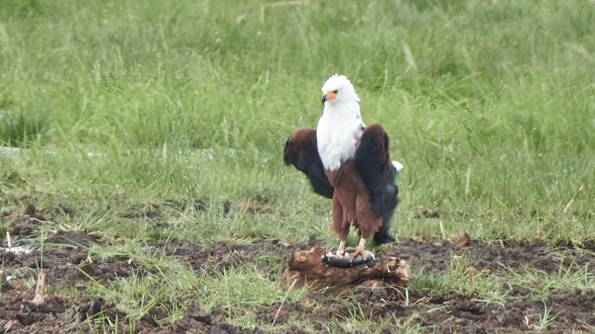 african fish eagle by 高橋秀典