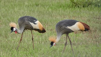 Black Crowned Crane