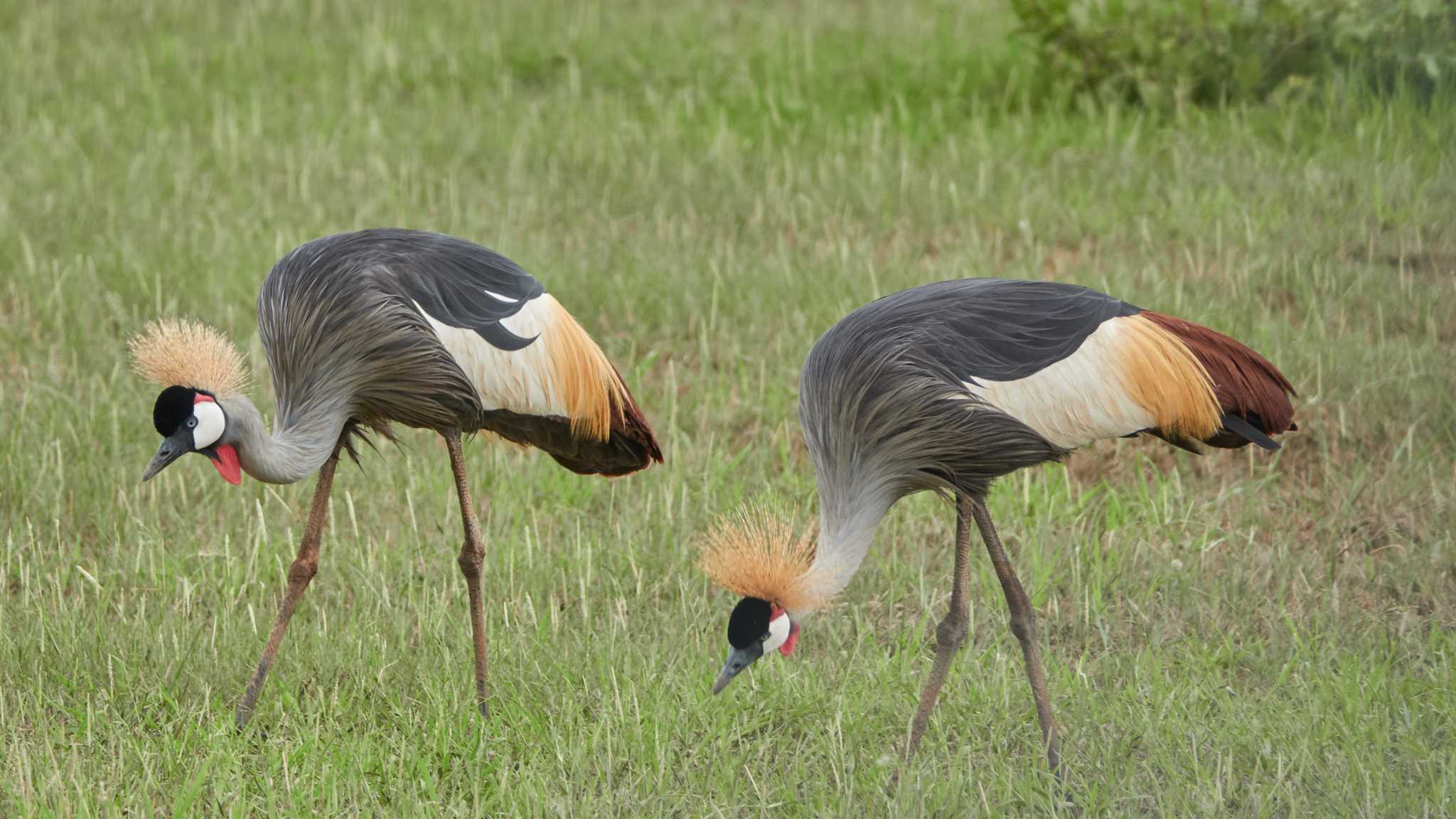 crowned cranes by 高橋秀典