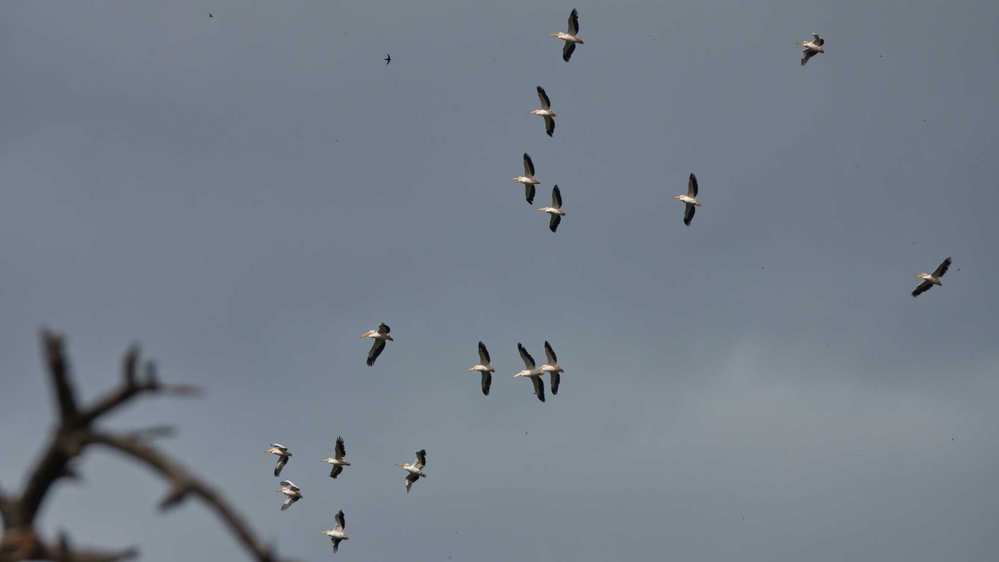 white pelicans by 高橋秀典