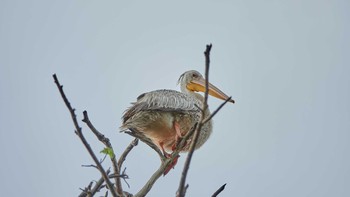 Great White Pelican Lake Manyara National Park Sat, 5/4/2019