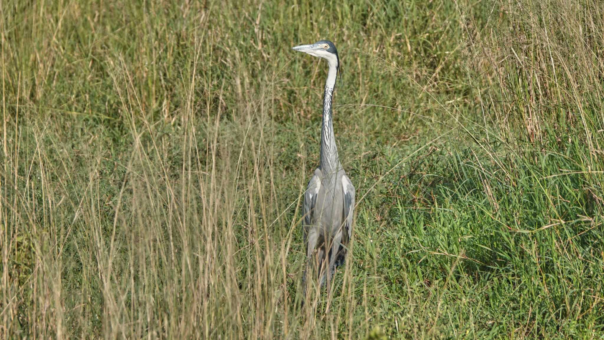 black-headed heron by 高橋秀典