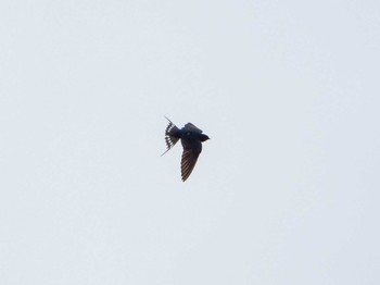 2019年6月23日(日) 六義園の野鳥観察記録