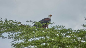 African Fish Eagle Lake Manyara National Park Sat, 5/4/2019