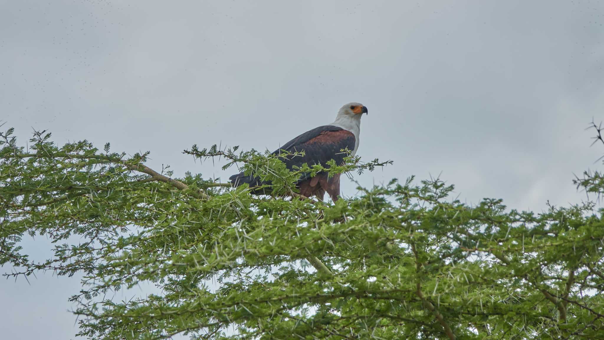 african fish eagle by 高橋秀典