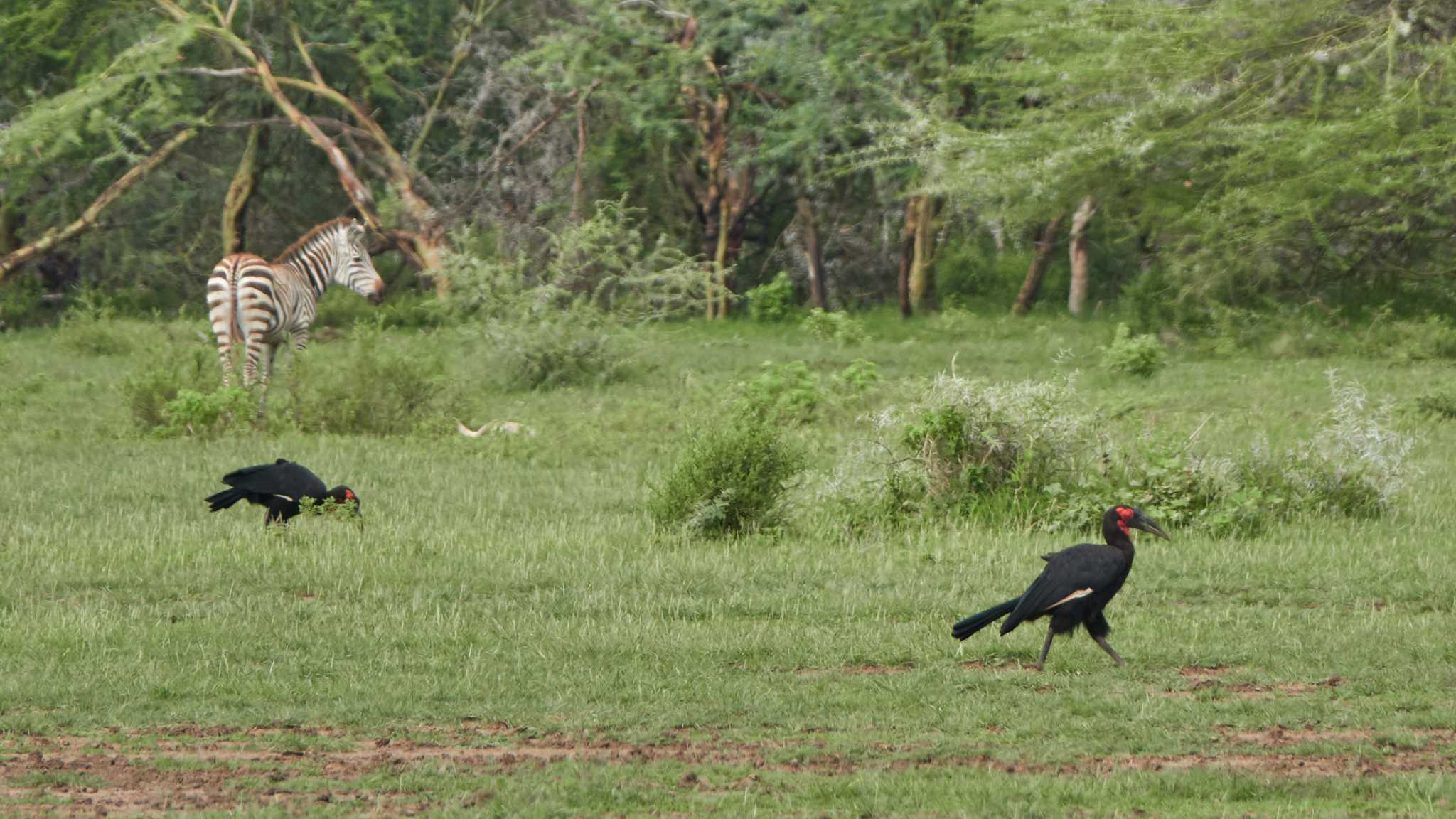 southern ground hornbill by 高橋秀典