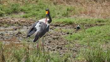 Saddle-billed Stork