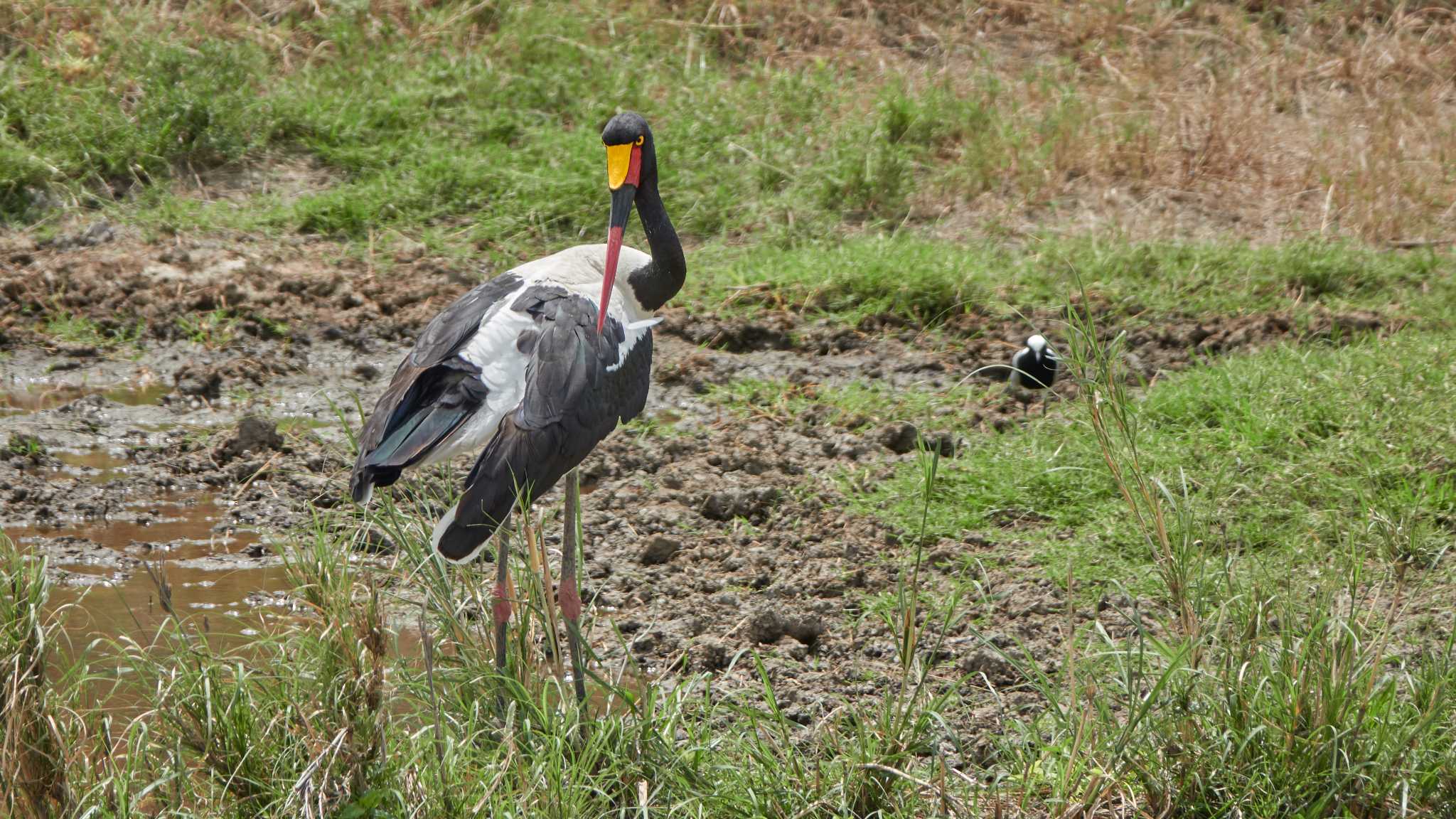 saddle-billed stork by 高橋秀典