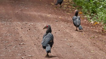 Southern Ground Hornbill Lake Manyara National Park Sat, 5/4/2019