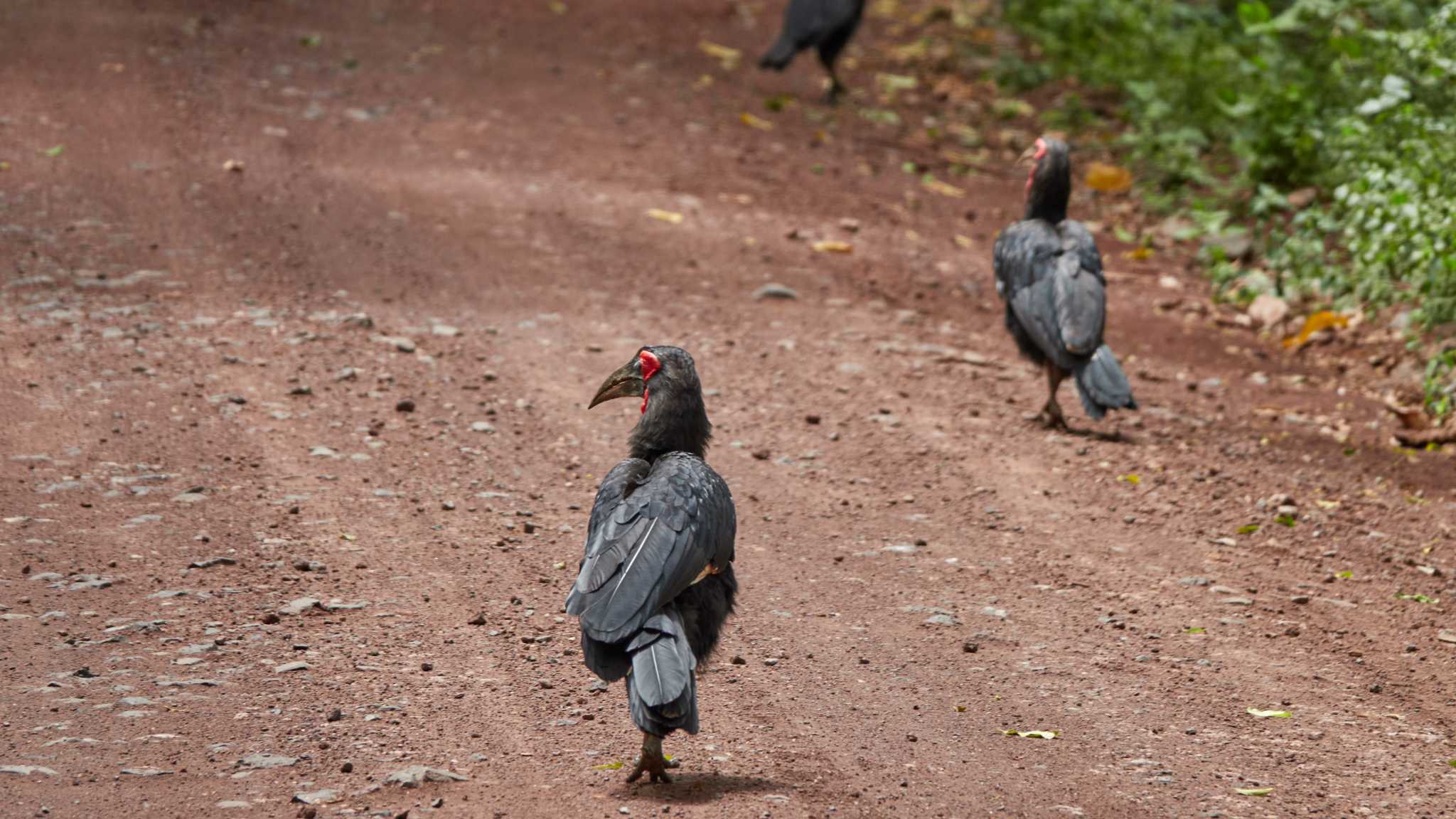 southern ground hornbill by 高橋秀典