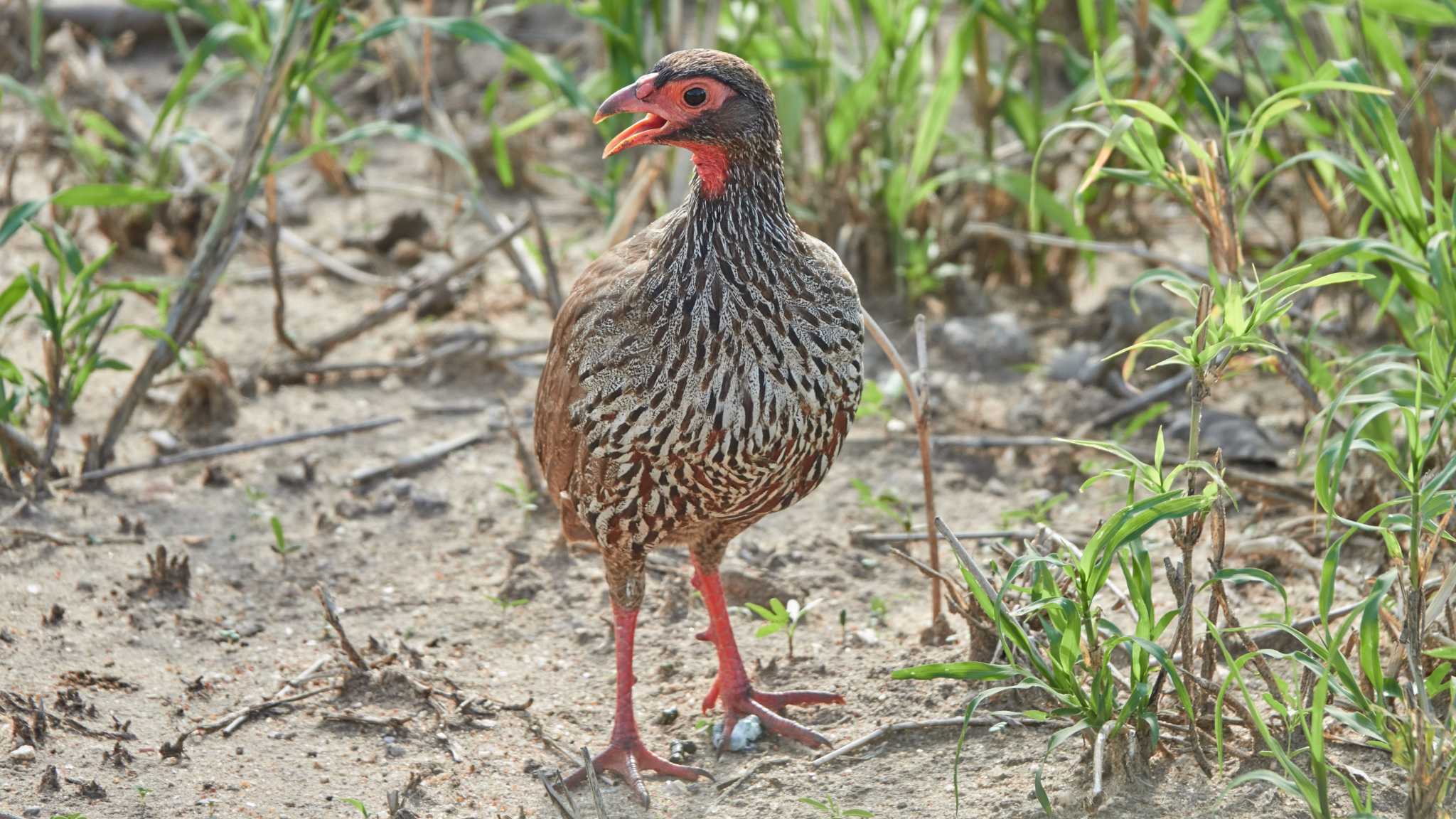 red-necked spurfowl by 高橋秀典