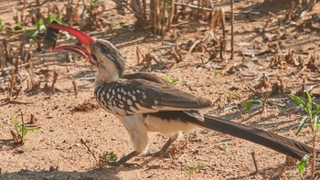 African Grey Hornbill Tarangire National Park Sat, 5/4/2019