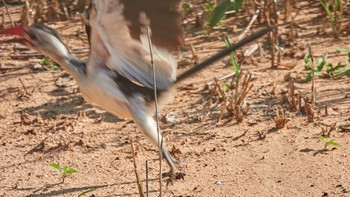 ハイイロコサイチョウ Tarangire National Park 2019年5月4日(土)