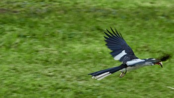 セグロコサイチョウ Tarangire National Park 2019年5月5日(日)