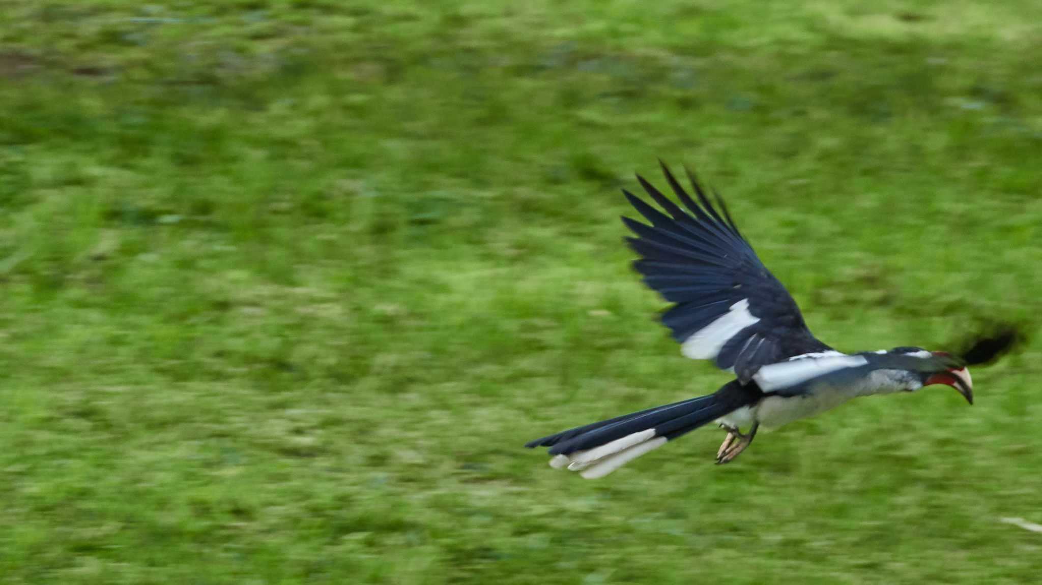 Von der Decken's hornbill by 高橋秀典