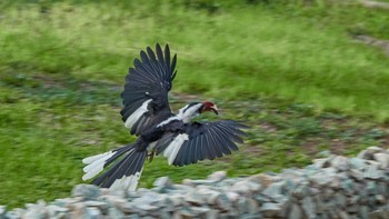 セグロコサイチョウ Tarangire National Park 2019年5月5日(日)