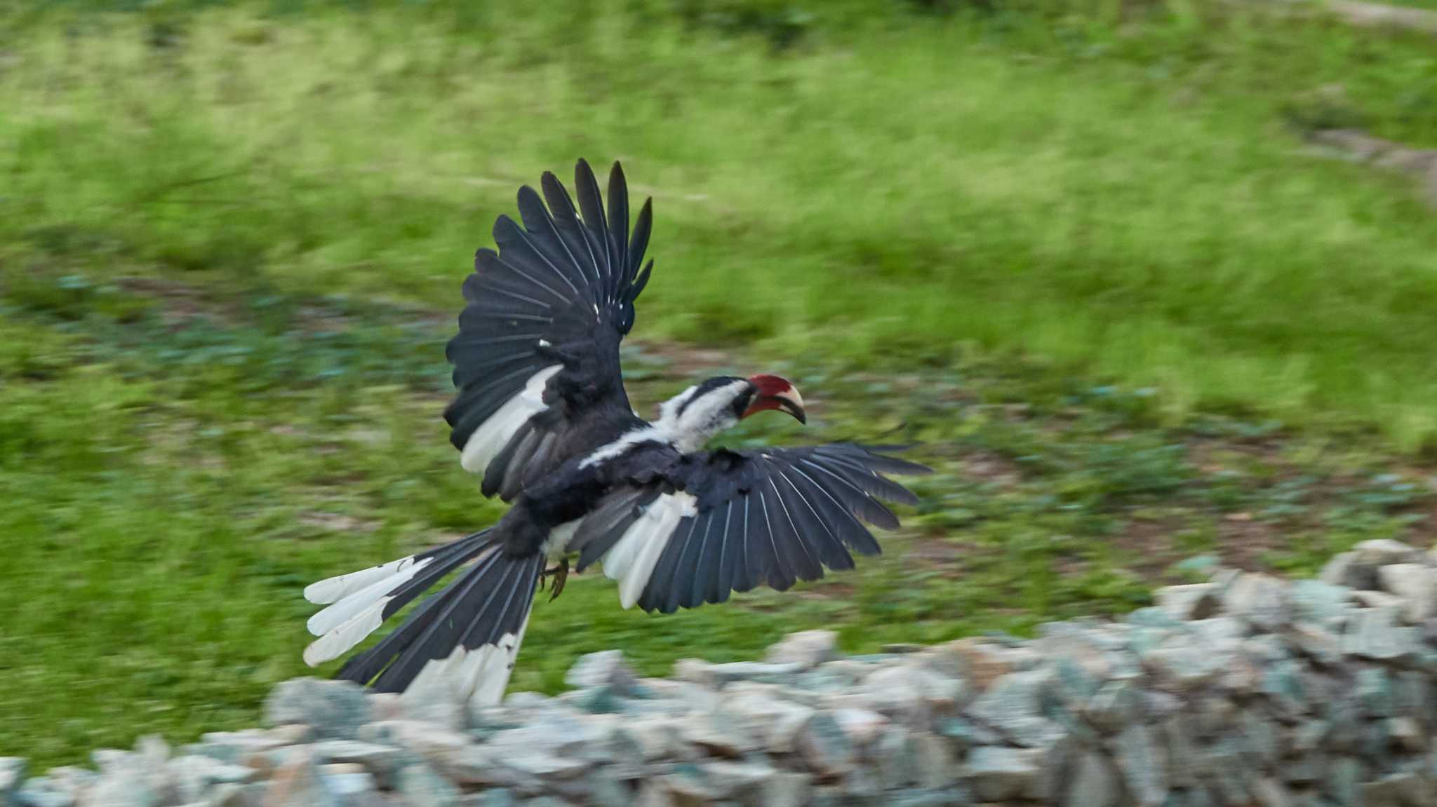 Von der Decken's hornbill by 高橋秀典