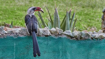 Von der Decken's Hornbill Tarangire National Park Sun, 5/5/2019