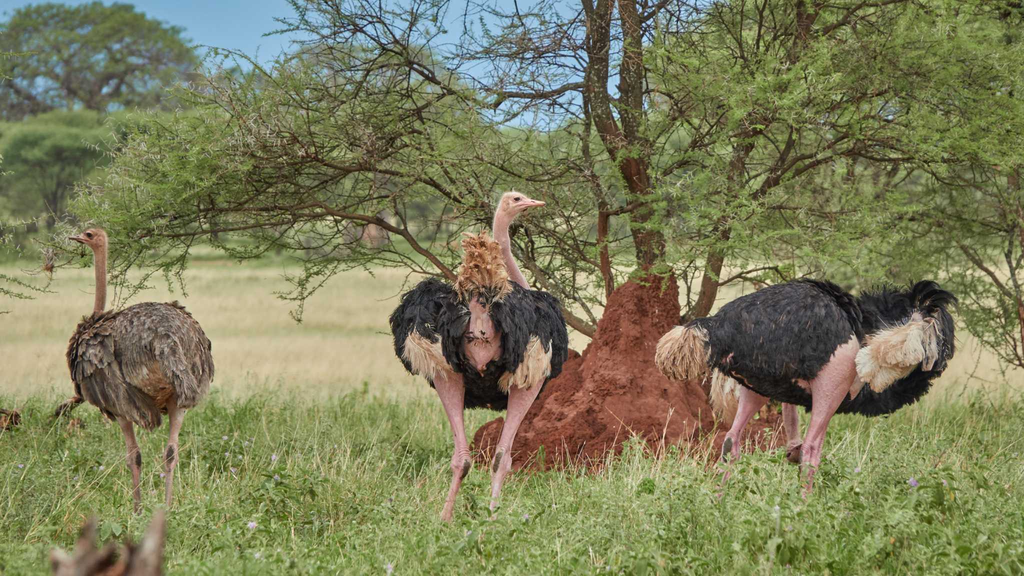 ostrich(males and female) by 高橋秀典