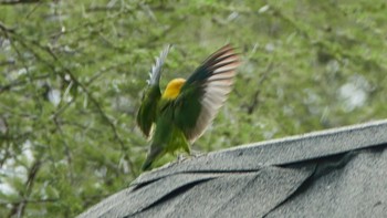 Fischer's Lovebird Tarangire National Park Sun, 5/5/2019