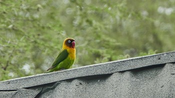 ルリゴシボタンインコ Tarangire National Park 2019年5月5日(日)