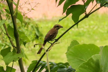 2019年6月27日(木) 三ツ池公園(横浜市鶴見区)の野鳥観察記録