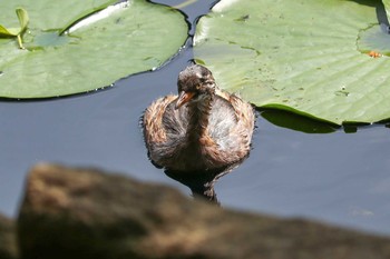 カイツブリ 三ツ池公園(横浜市鶴見区) 2019年6月27日(木)