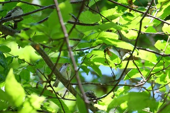 2019年6月24日(月) 北海道 函館市 見晴公園の野鳥観察記録