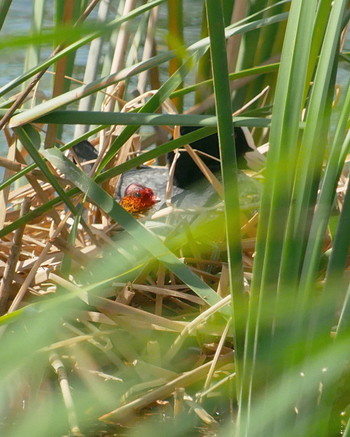 Eurasian Coot 手賀川 Wed, 6/26/2019