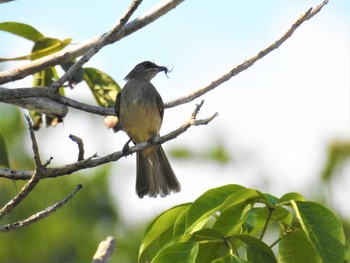 Ayeyarwady Bulbul タイ南部 Tue, 2/26/2019